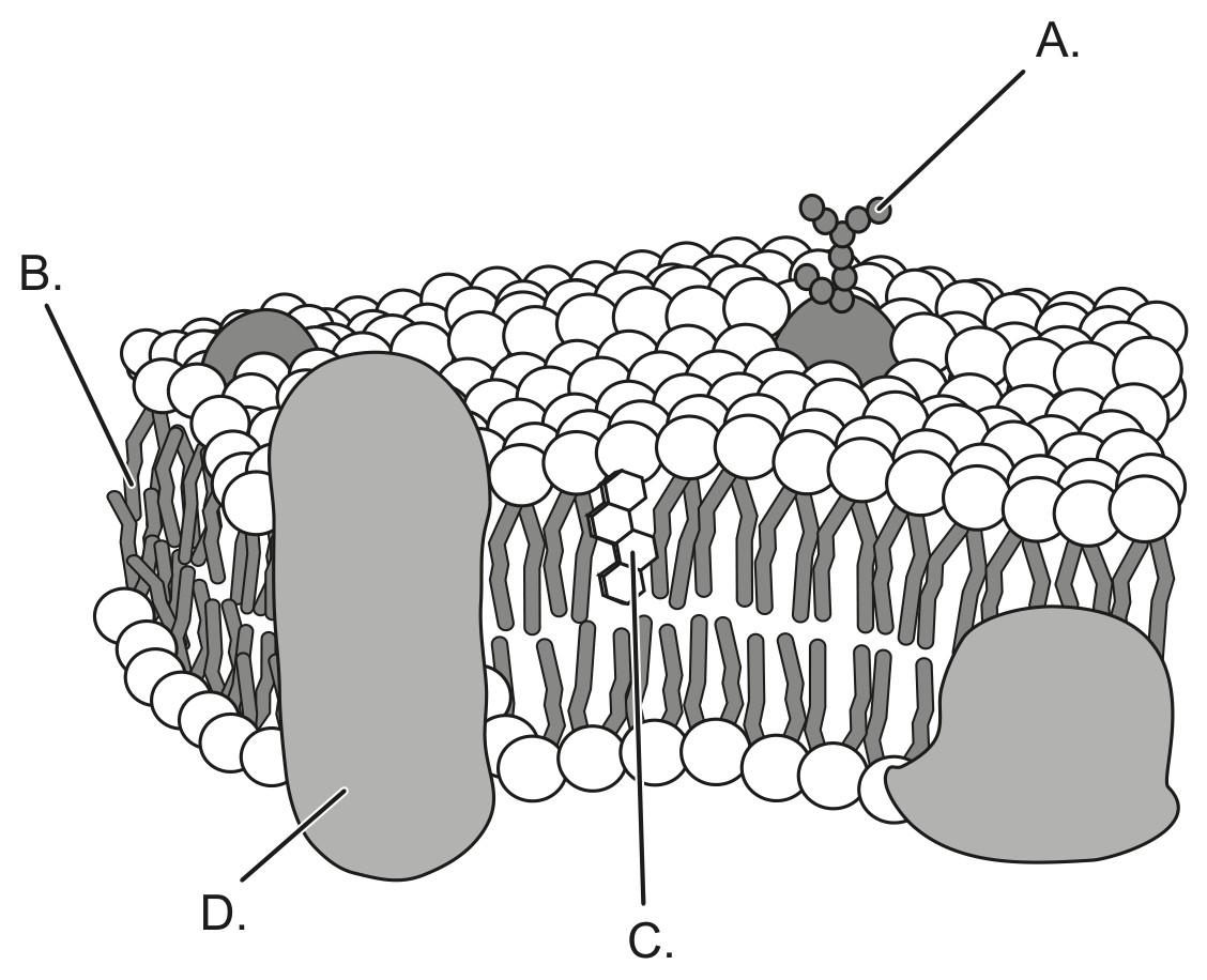 Figure for Question 1 — IB Biology SL