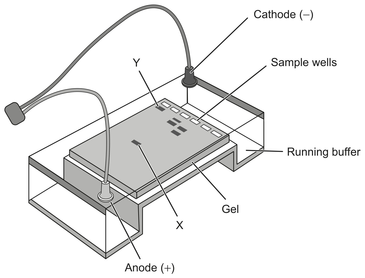 Figure for Question 1 — IB Biology SL