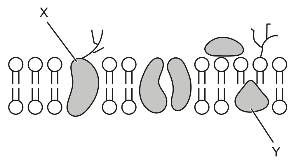 Figure for Question 1 — IB Biology SL