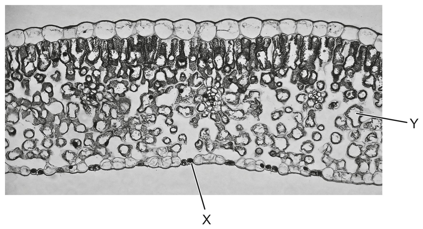 Figure for Question 1 — IB Biology SL