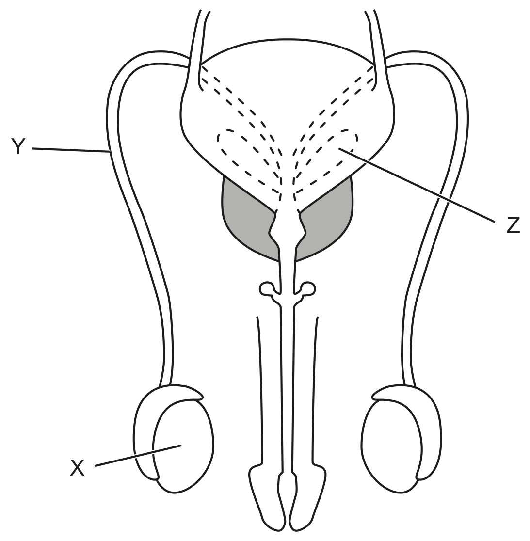 Figure for Question 1 — IB Biology SL
