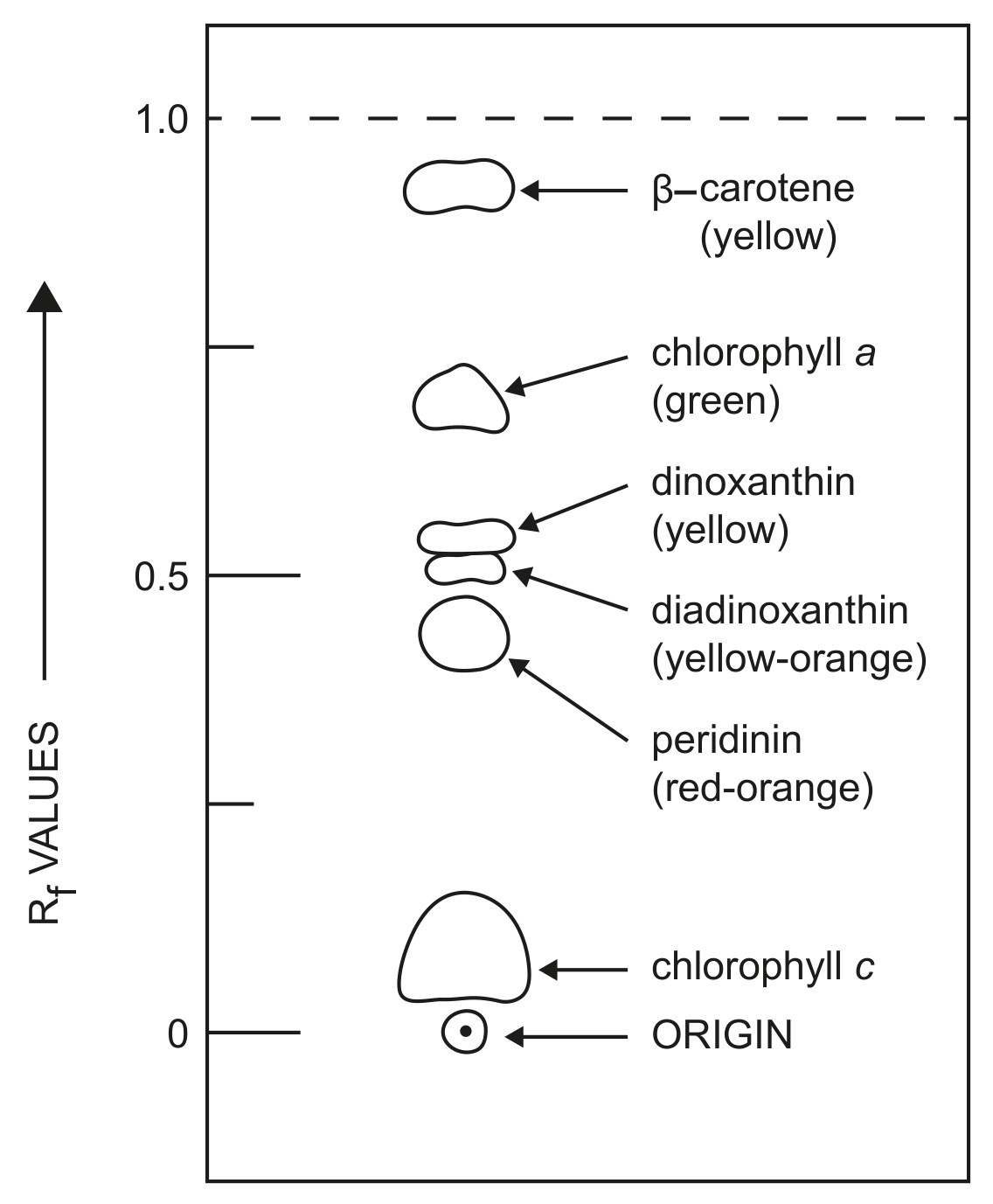Figure for Question 1 — IB Biology SL