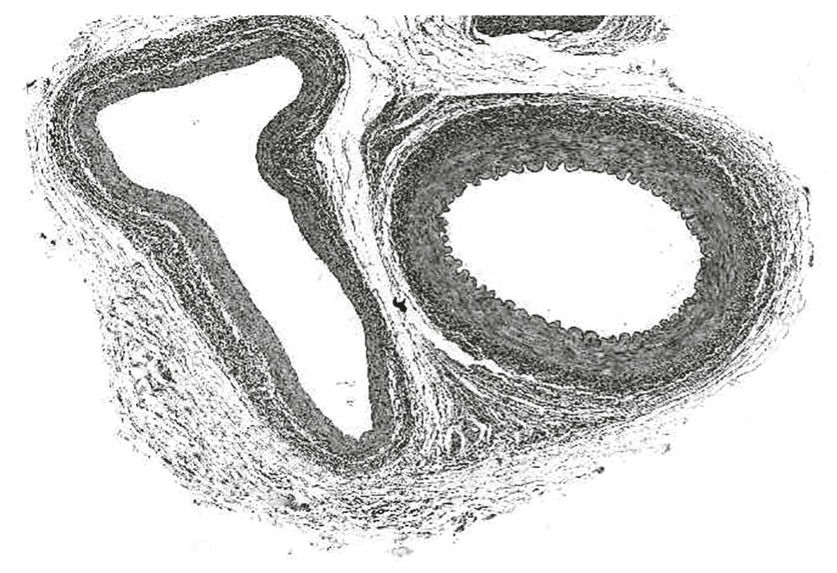 Figure for Question 1 — IB Biology SL