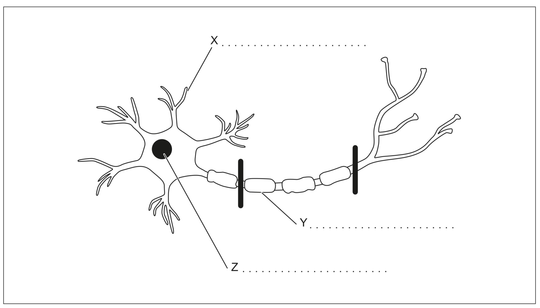 Figure for Question (a) — IB Biology SL