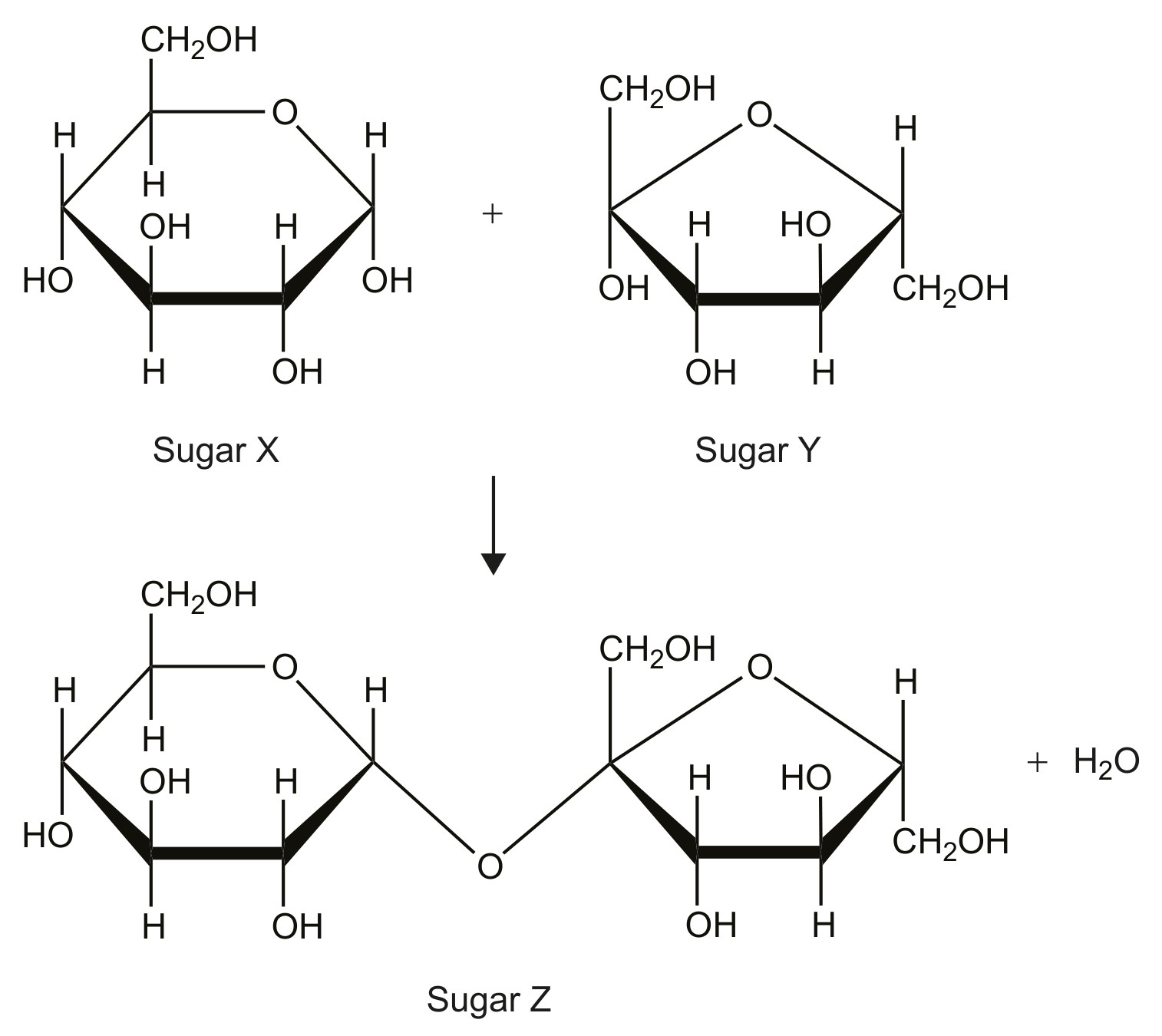 Figure for Question 1 — IB Biology SL