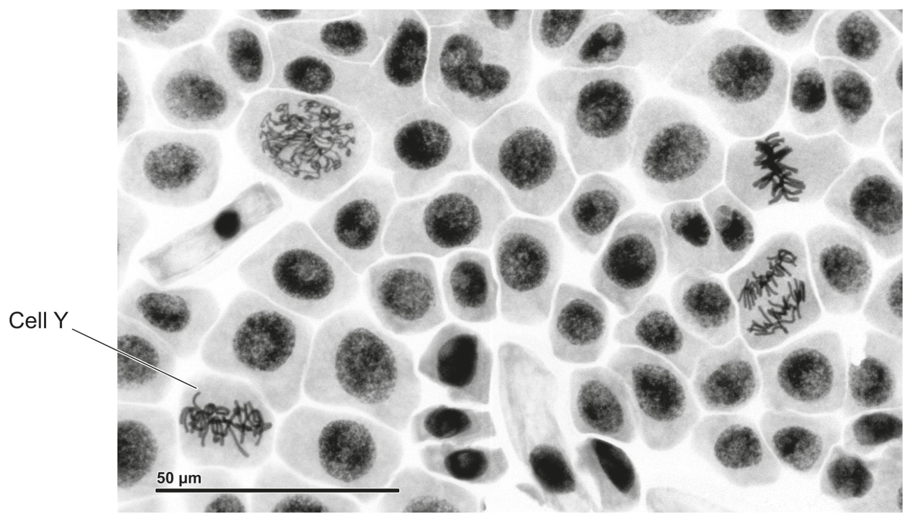 Figure for Question 1 — IB Biology SL
