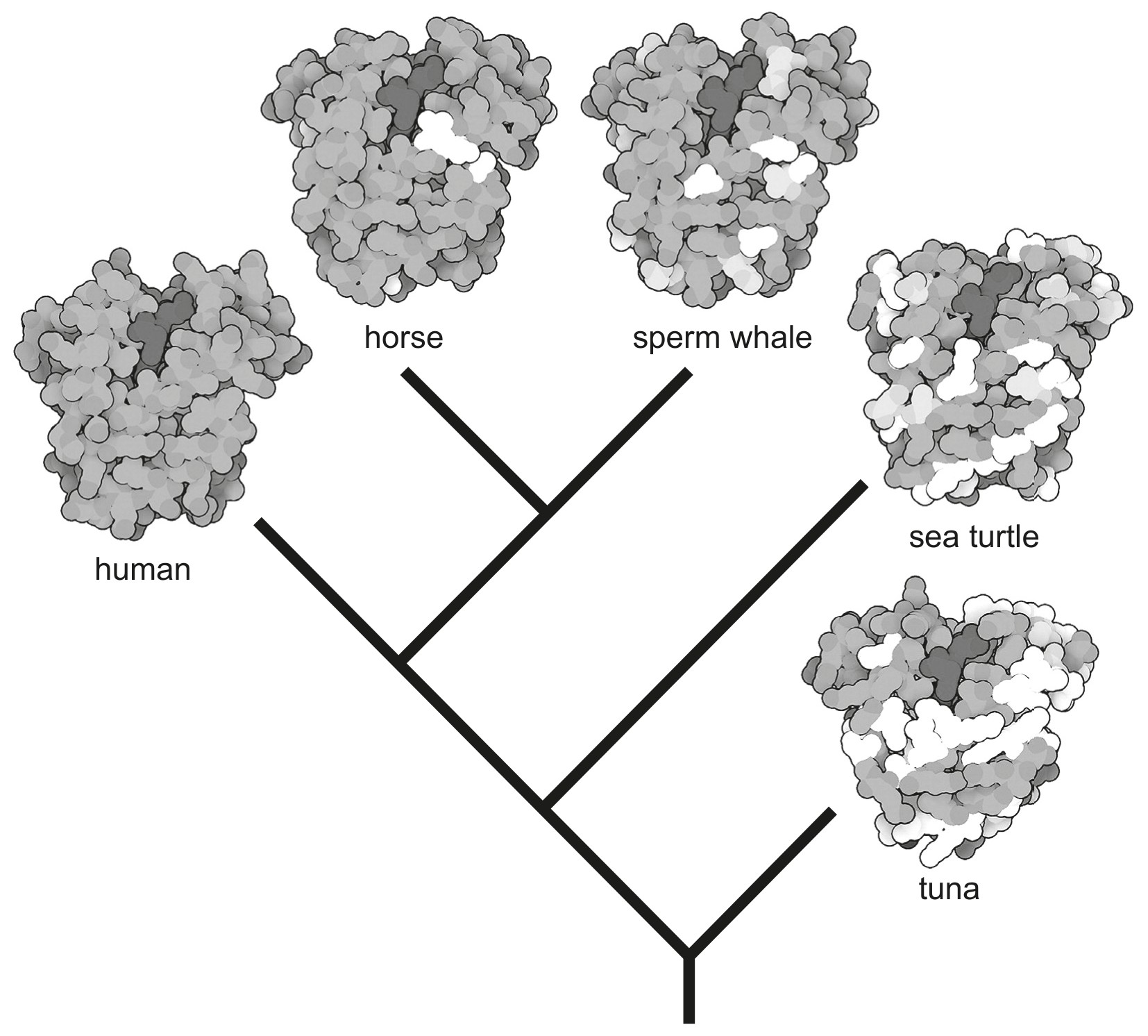 Figure for Question 1 — IB Biology SL