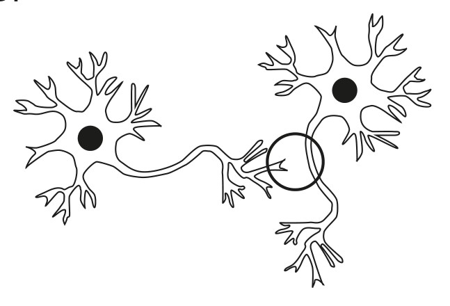 Figure for Question 1 — IB Biology SL — Option D
