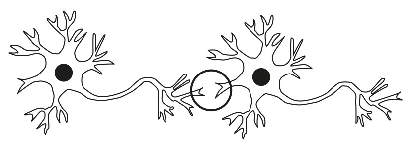 Figure for Question 1 — IB Biology SL — Option C