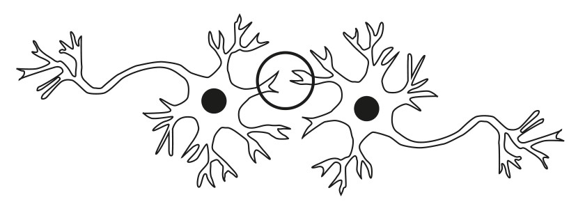 Figure for Question 1 — IB Biology SL — Option A