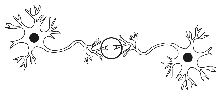 Figure for Question 1 — IB Biology SL — Option B