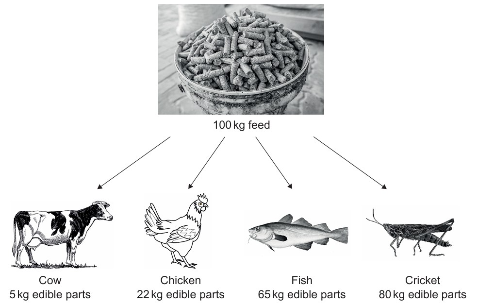 Figure for Question (ii) — IB Biology SL