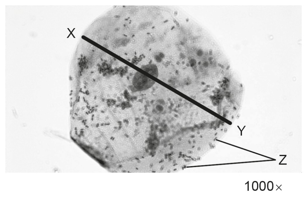 Figure for Question 1 — IB Biology SL