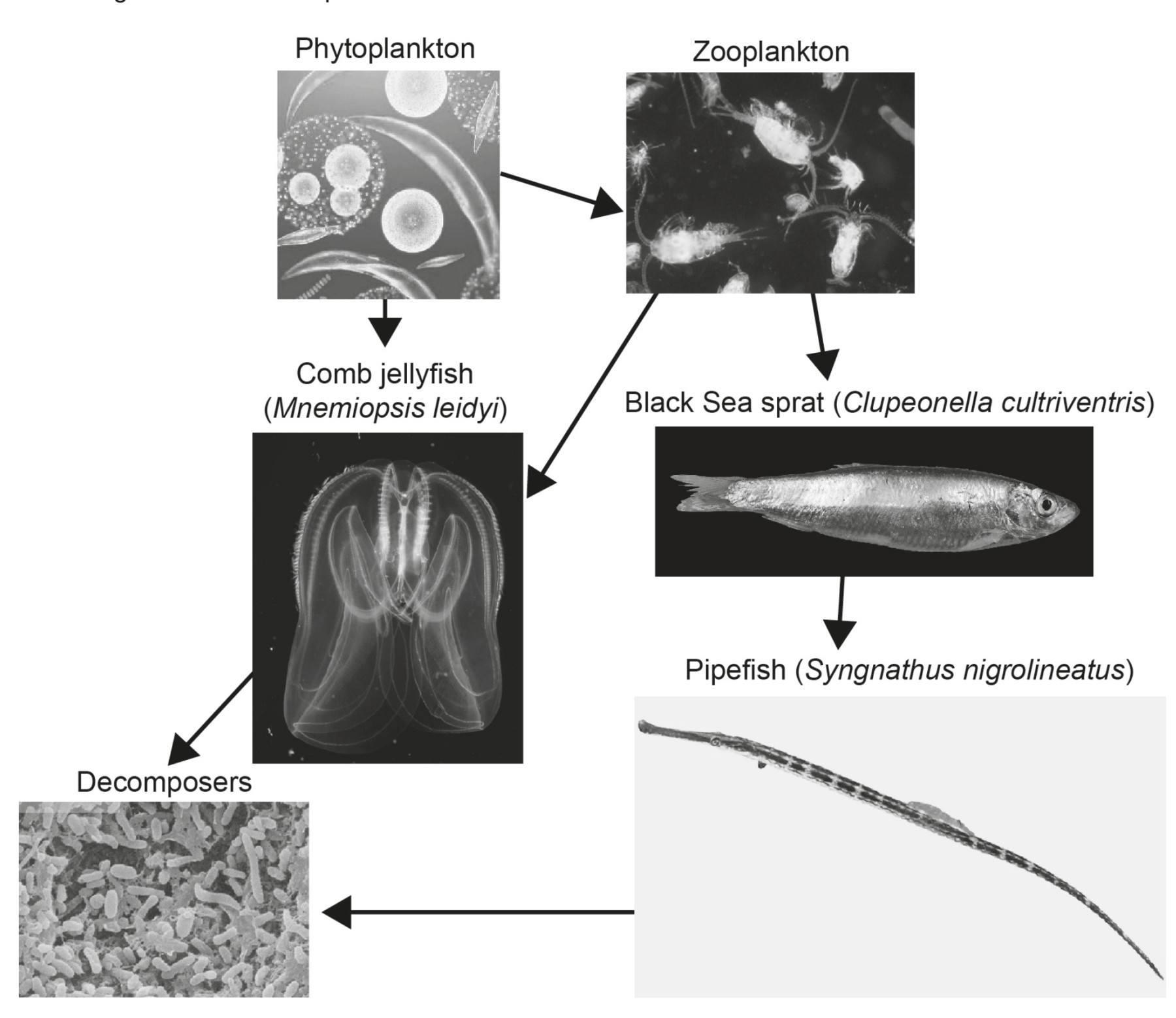 Figure for Question 1 — IB Biology SL