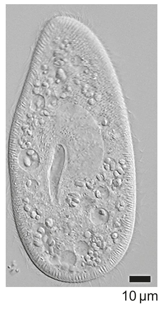 Figure for Question 1 — IB Biology SL