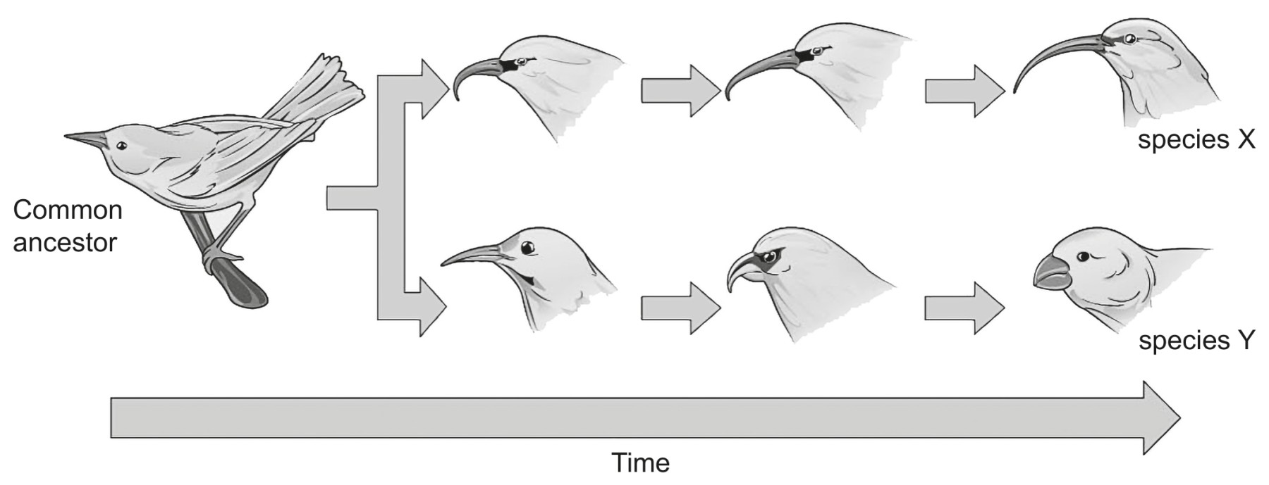 Figure for Question 1 — IB Biology SL