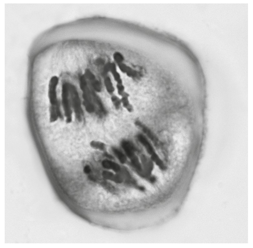 Figure for Question 1 — IB Biology SL
