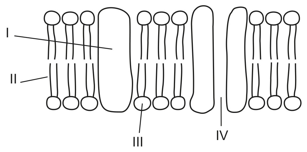Figure for Question 1 — IB Biology SL