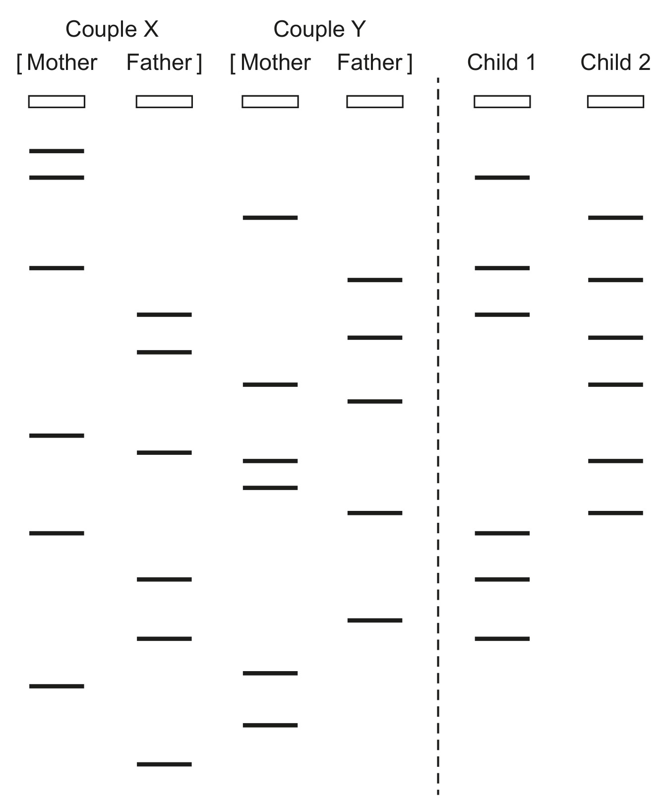 Figure for Question 1 — IB Biology SL