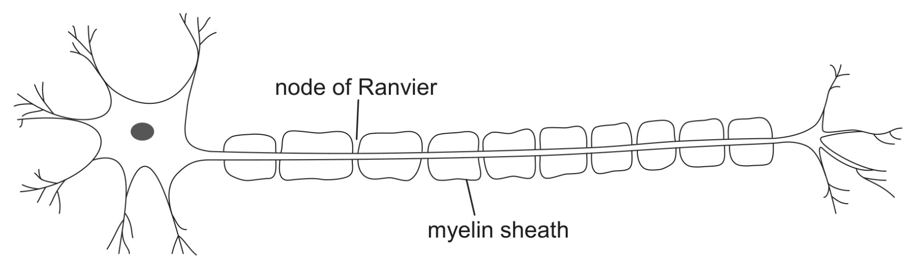 Figure for Question 1 — IB Biology HL