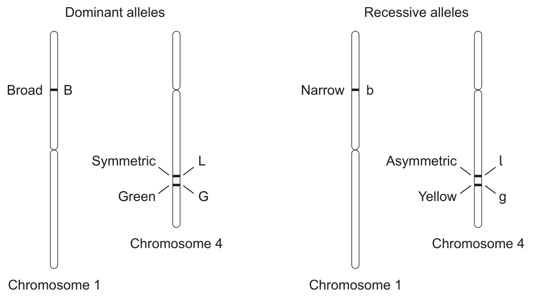 Figure for Question 1 — IB Biology HL