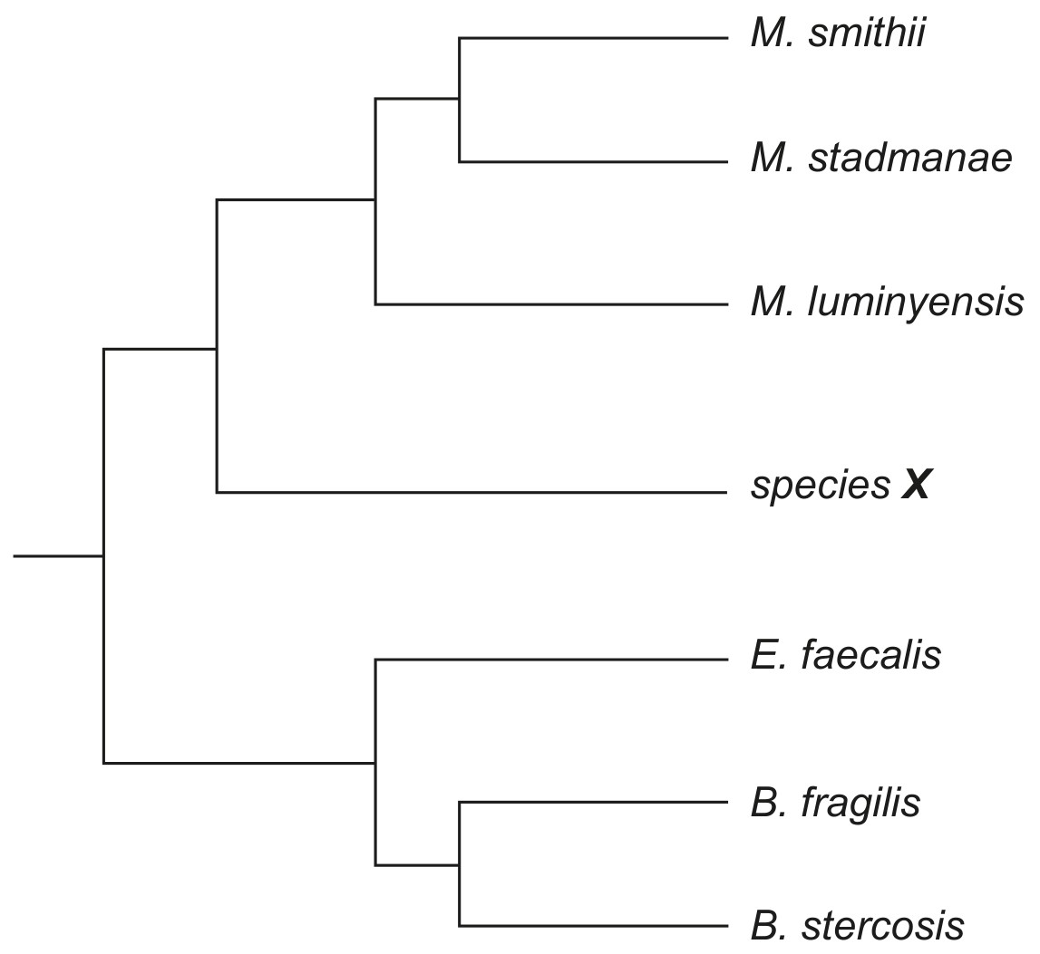 Figure for Question 1 — IB Biology HL