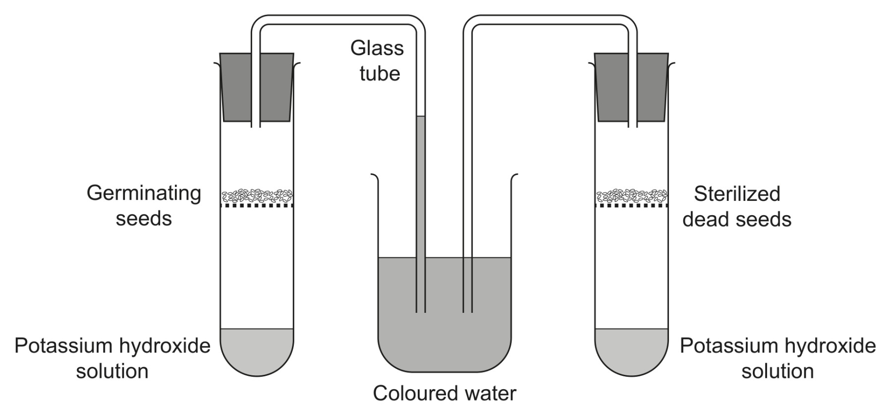 Figure for Question 1 — IB Biology SL