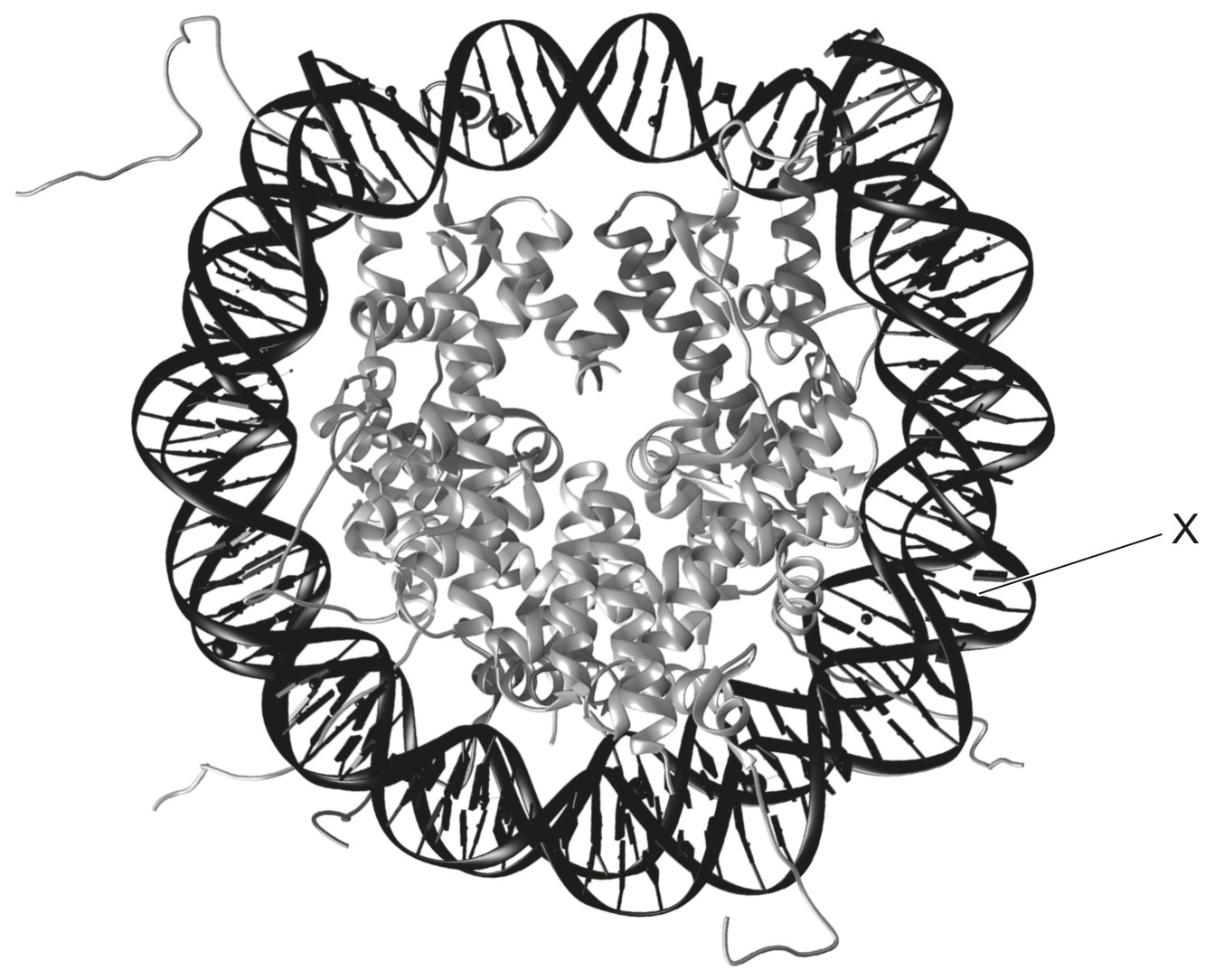 Figure for Question 1 — IB Biology HL