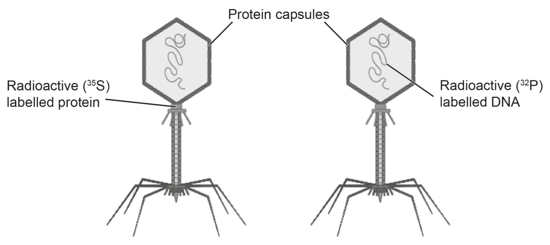 Figure for Question 1 — IB Biology HL