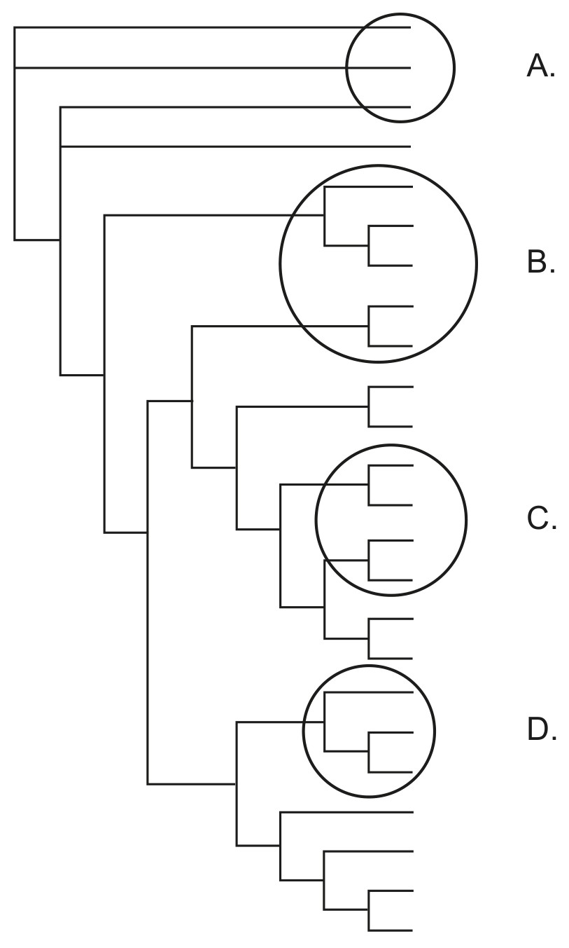 Figure for Question 1 — IB Biology HL