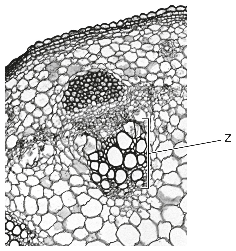 Figure for Question 1 — IB Biology HL