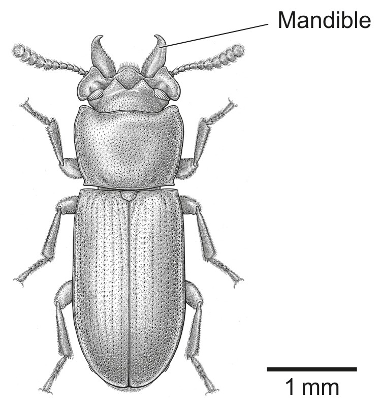 Figure for Question 1 — IB Biology HL