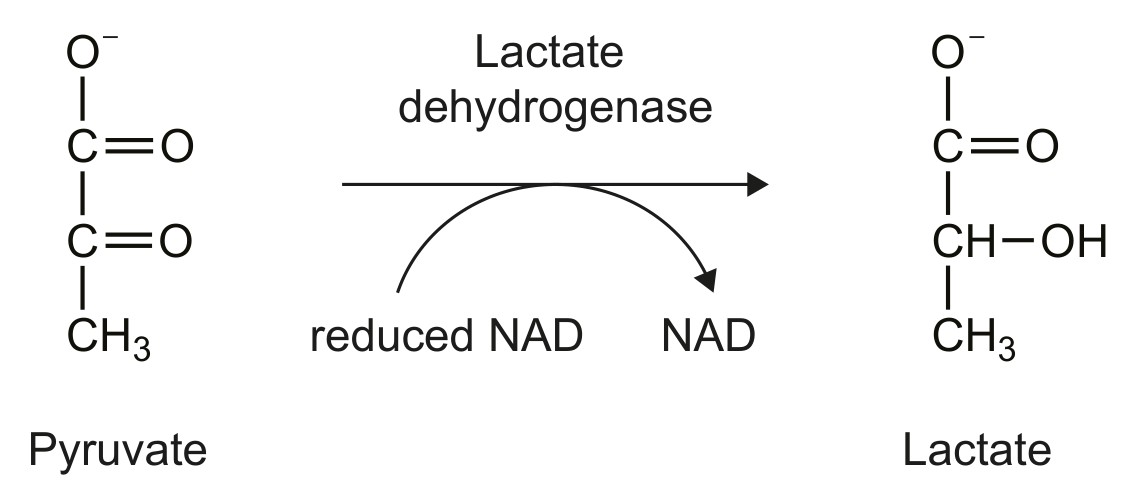 Figure for Question 1 — IB Biology HL