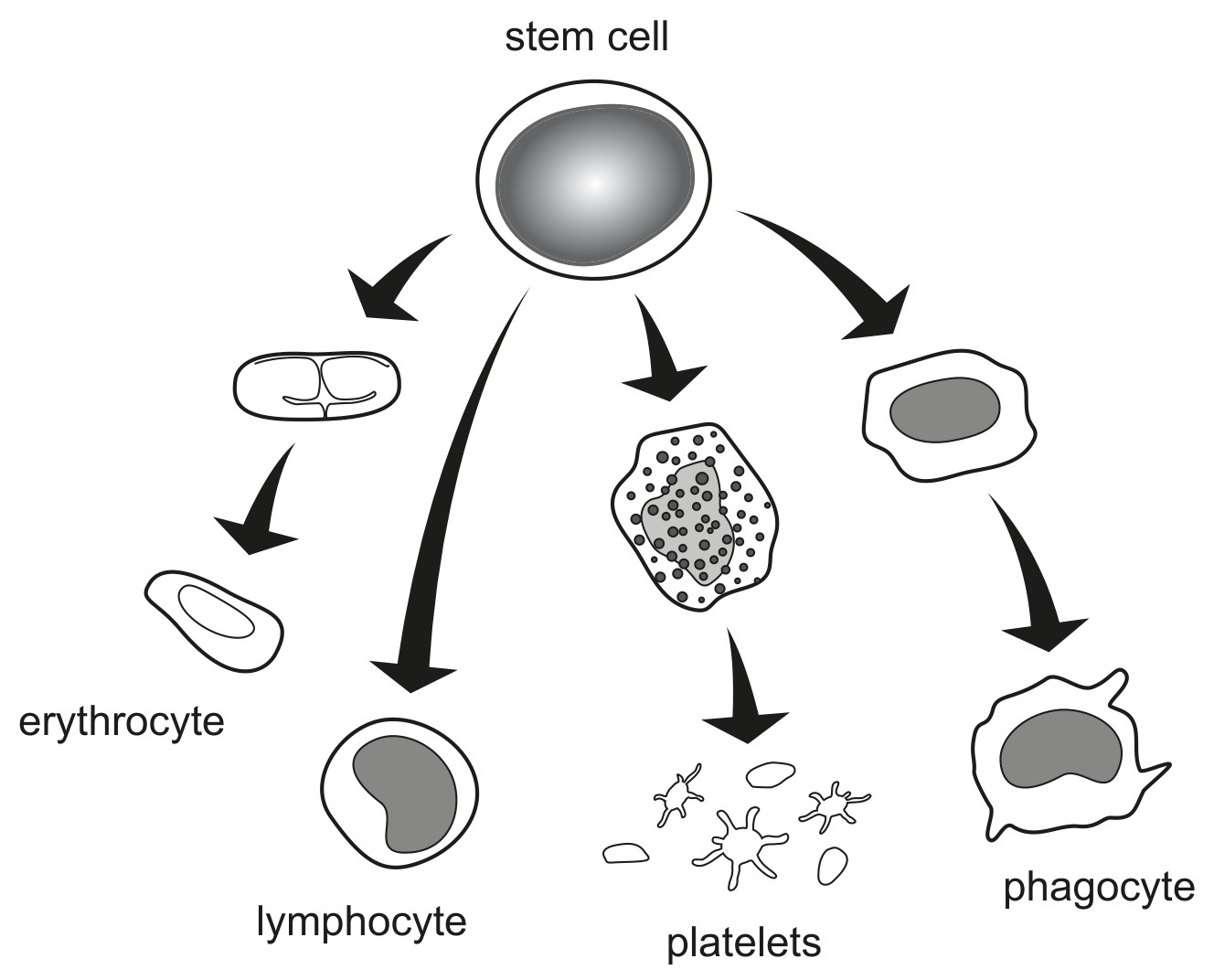 Figure for Question 1 — IB Biology HL