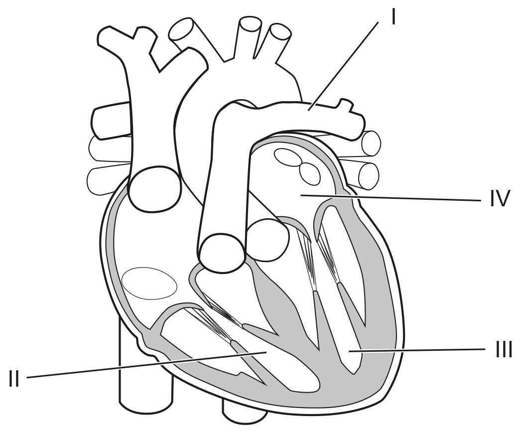 Figure for Question 1 — IB Biology HL