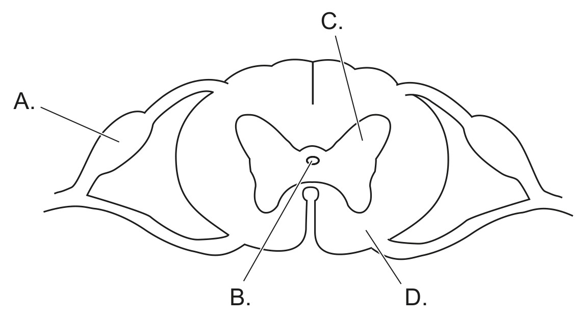 Figure for Question 1 — IB Biology HL