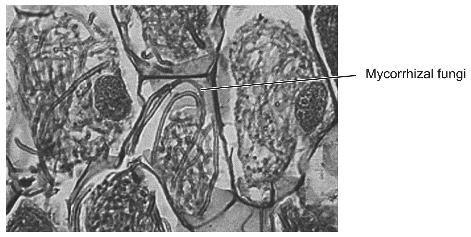 Figure for Question 1 — IB Biology HL