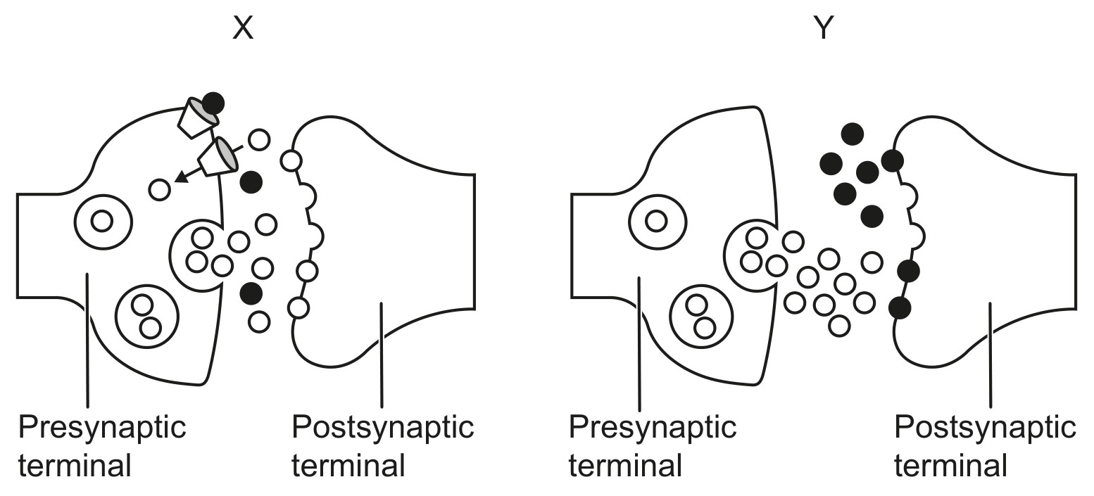 Figure for Question 1 — IB Biology HL