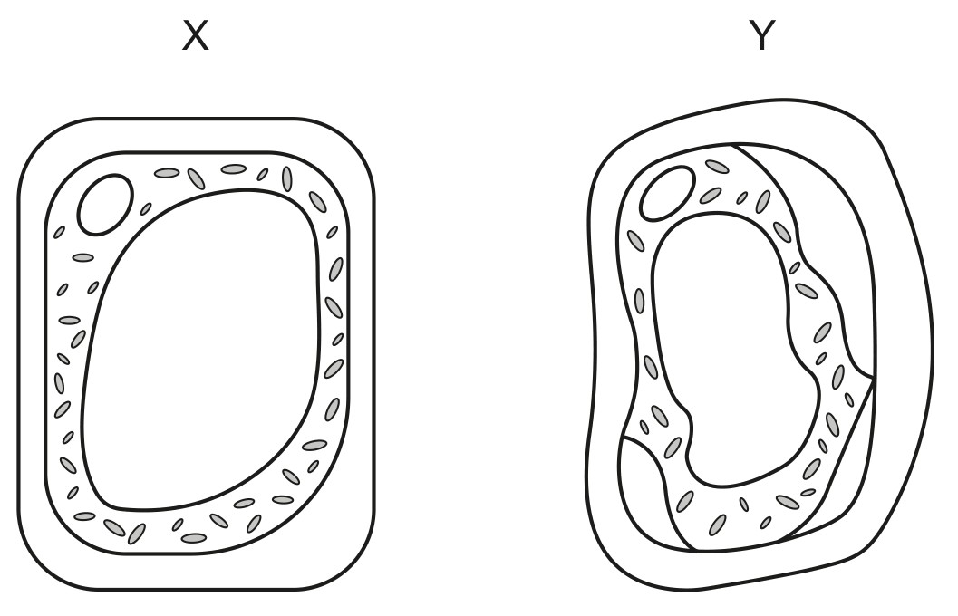Figure for Question 1 — IB Biology HL