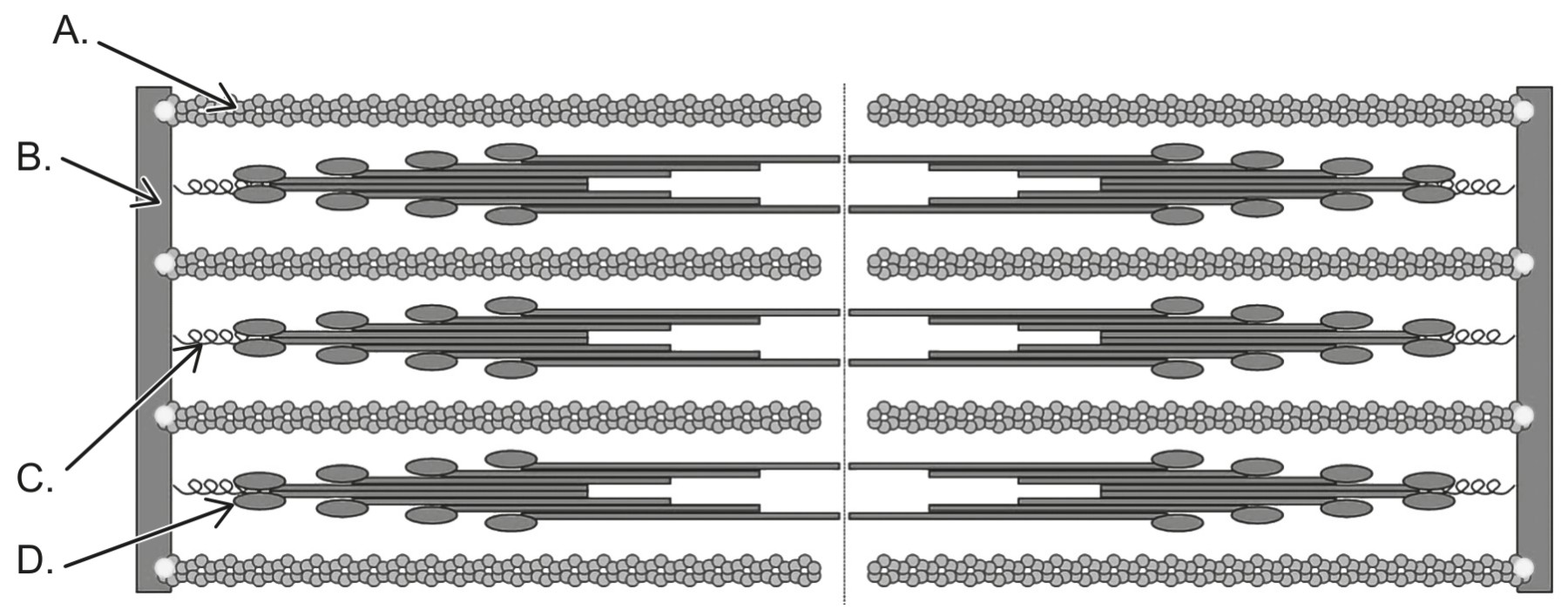 Figure for Question 1 — IB Biology HL