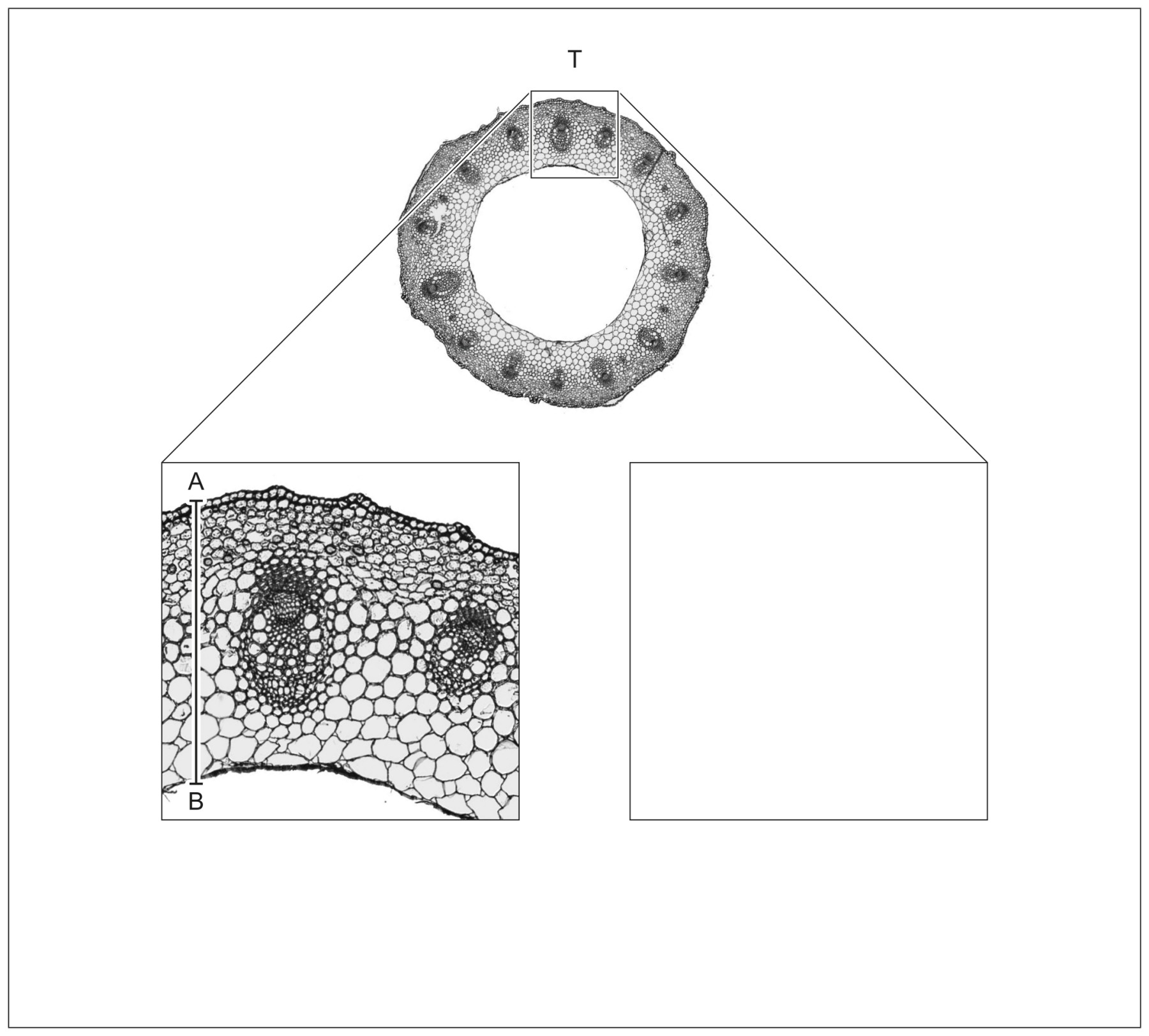 Figure for Question 1 — IB Biology HL