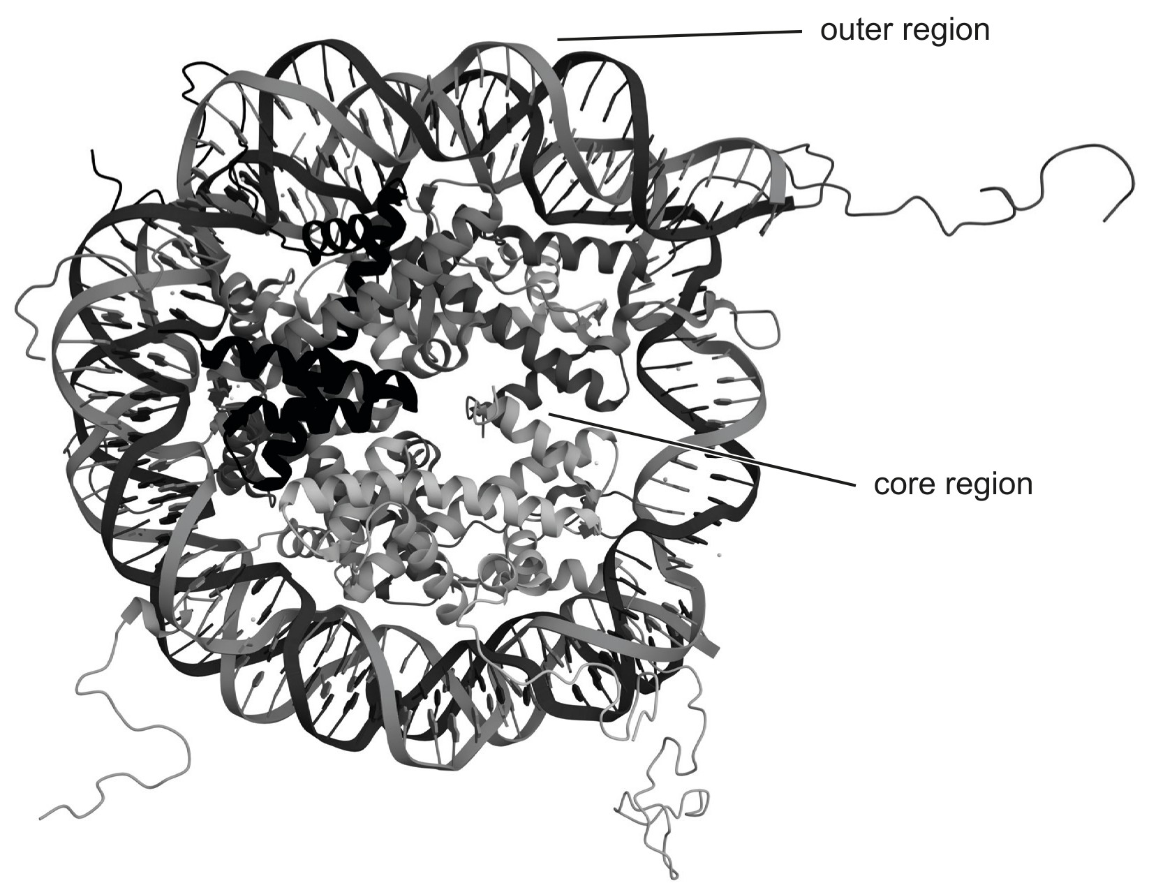 Figure for Question 1 — IB Biology HL