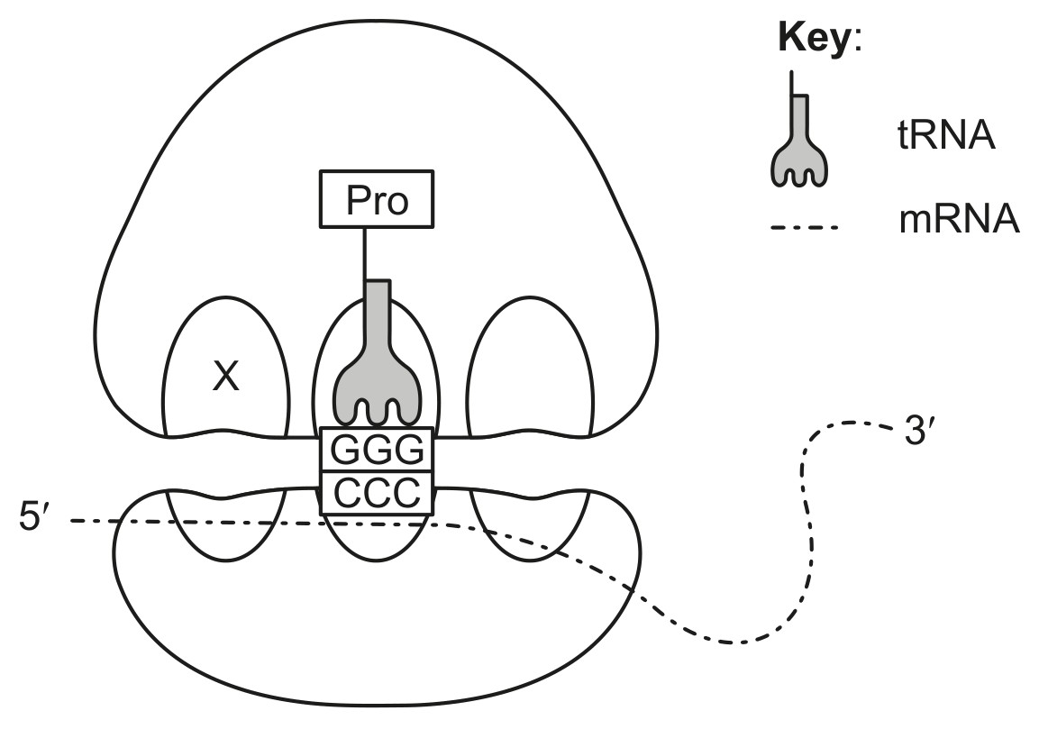 Figure for Question 1 — IB Biology HL