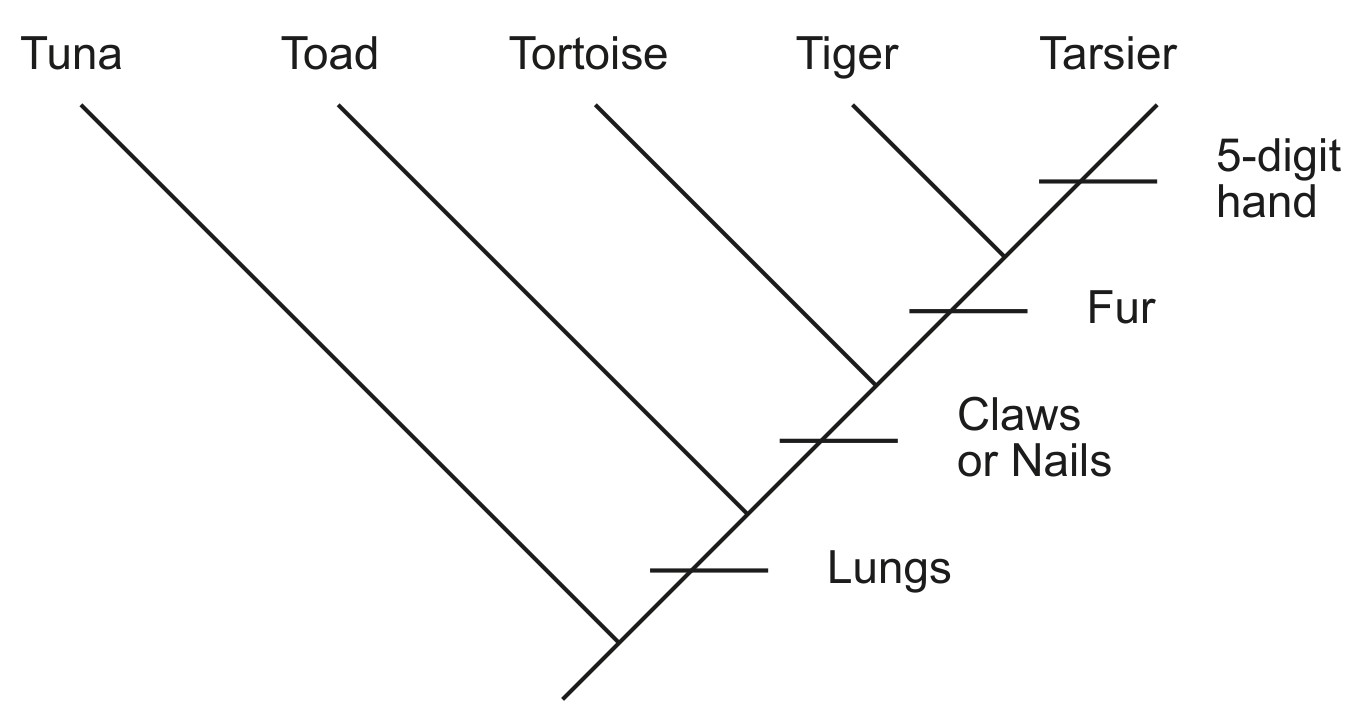 Figure for Question 1 — IB Biology HL