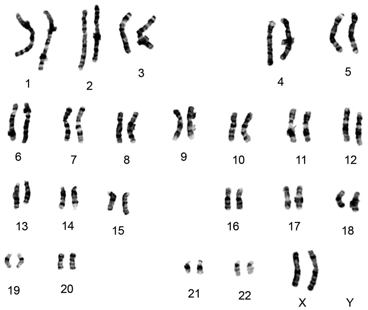Figure for Question 1 — IB Biology HL