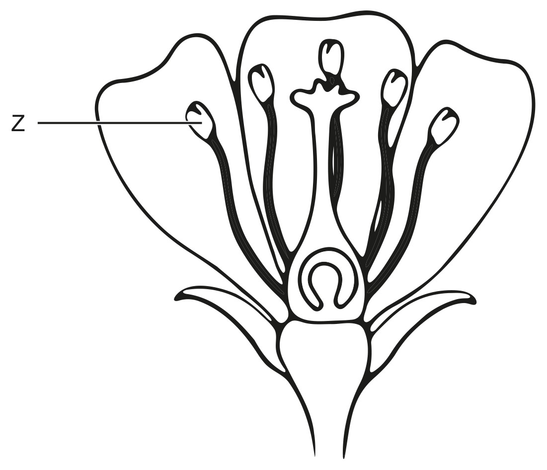 Figure for Question 1 — IB Biology HL
