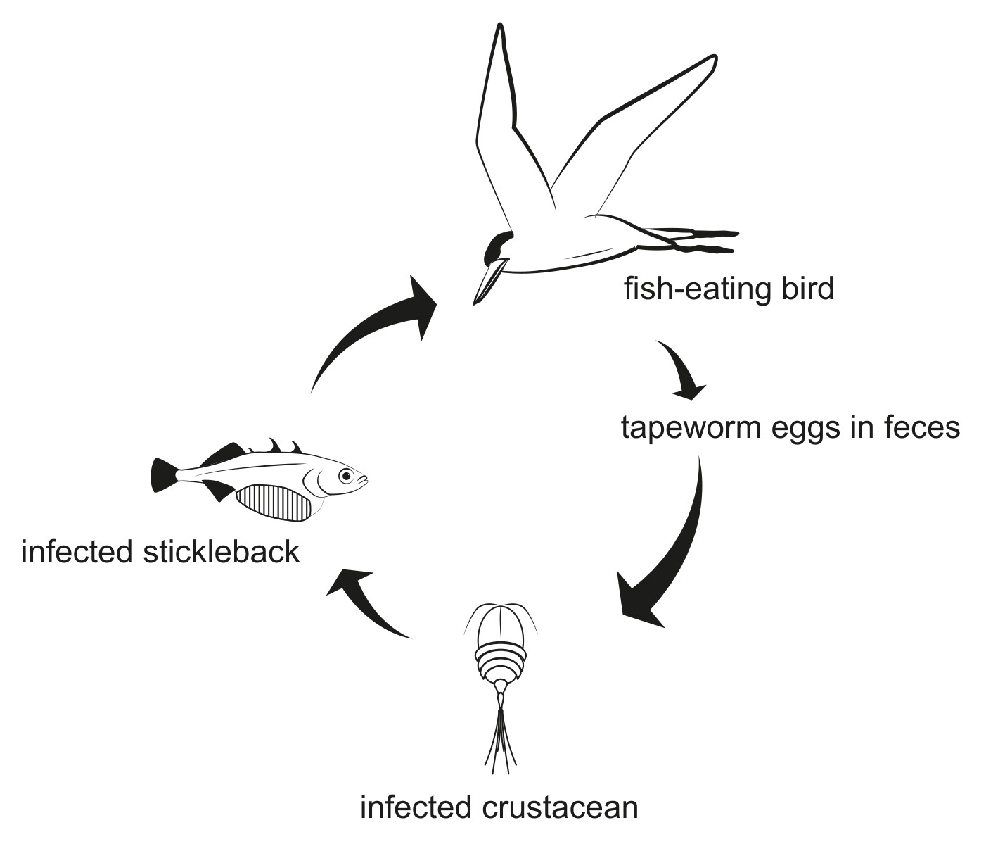 Figure for Question 1 — IB Biology HL
