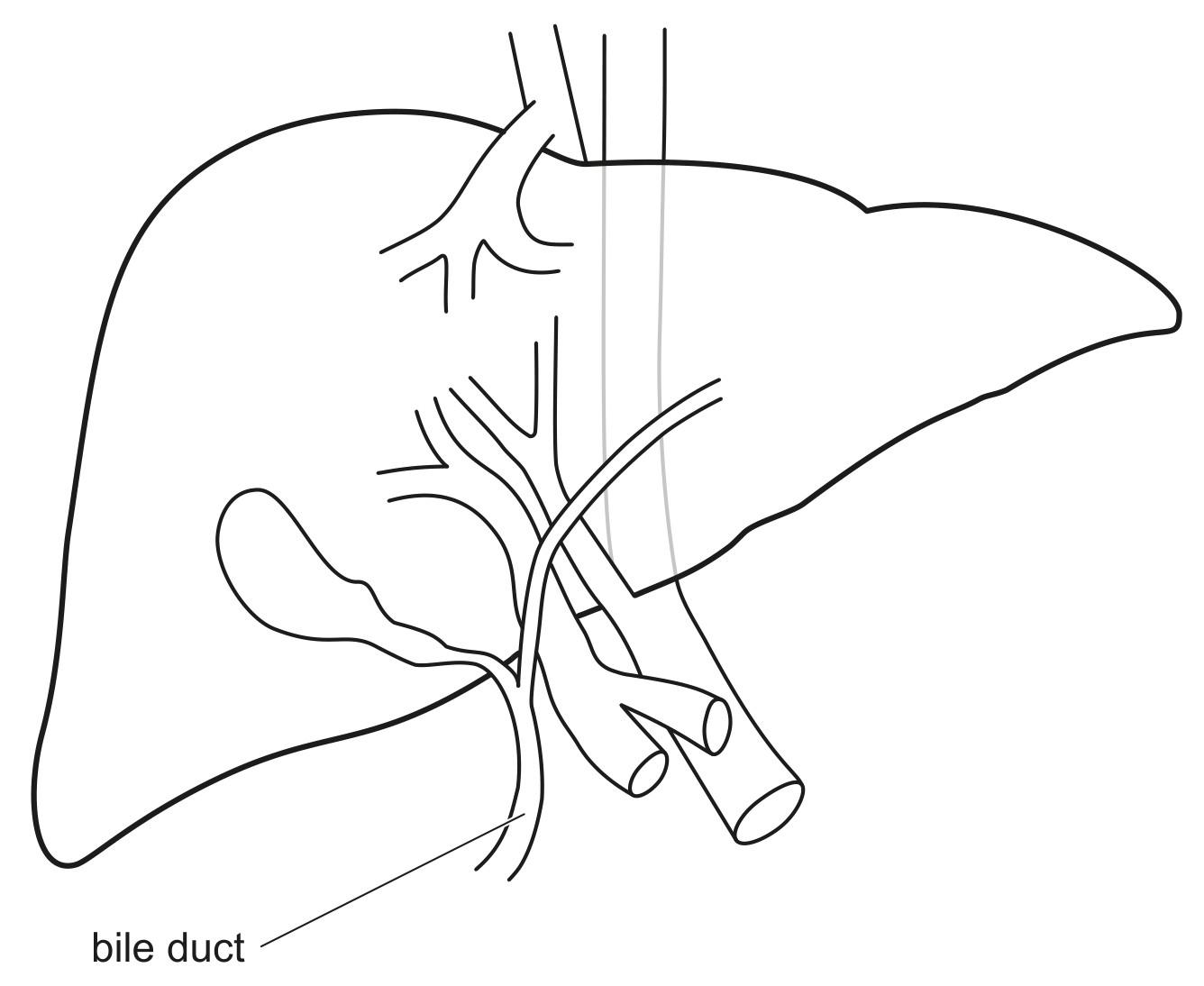 Figure for Question 1 — IB Biology HL