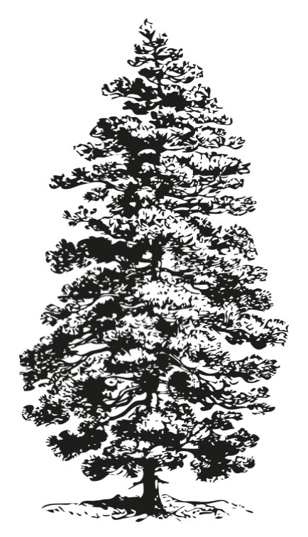 Corsican pine (P. nigra laricio)