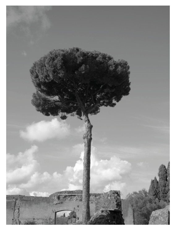 Maritime pine (P. pinaster)